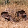 Buteo Photo Hide Aquila Mark III Brown